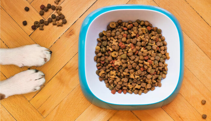 10 dog food deals to check out this Black Friday