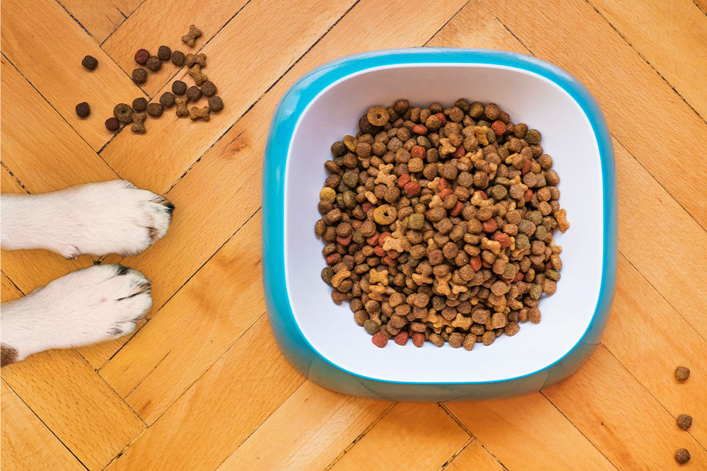 10 dog food deals to check out this Black Friday