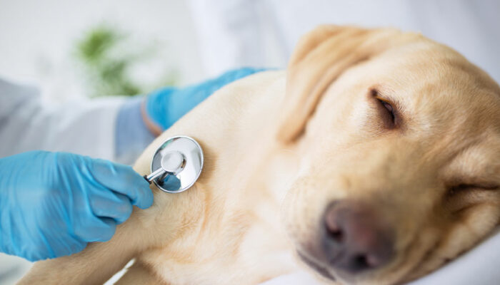 10 Signs of Illness to Look Out for in Dogs