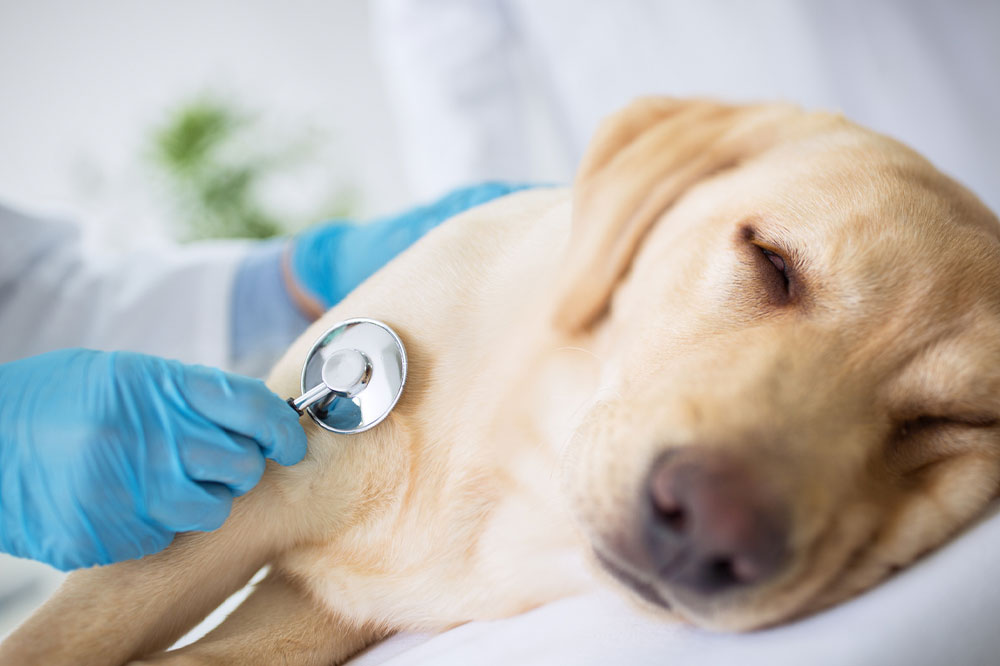 10 Signs of Illness to Look Out for in Dogs