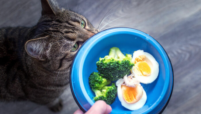 7 human foods that cats can enjoy