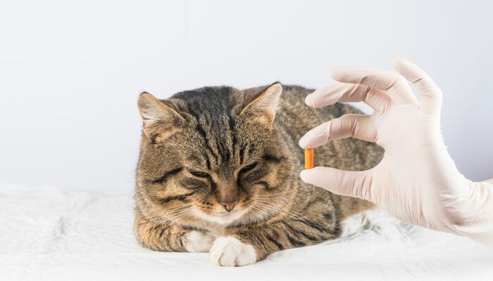 9 Warning Signs Indicating a Cat is Unwell