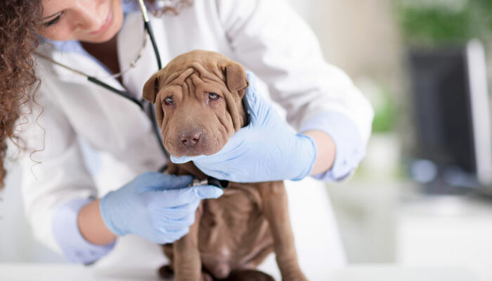 How to recognize and care for a sick dog