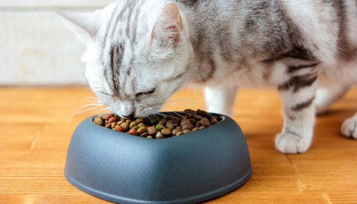 Top 7 vet-recommended foods for cats