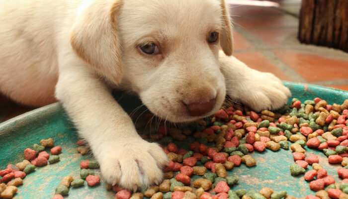 Top 5 foods for puppies